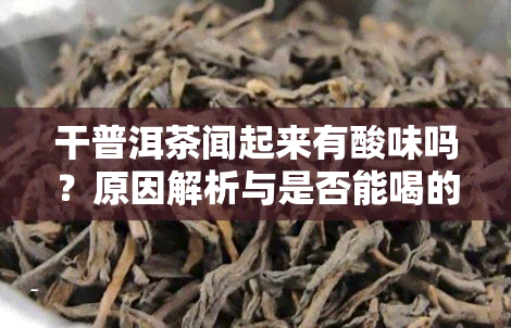 干普洱茶闻起来有酸味吗？原因解析与是否能喝的关系