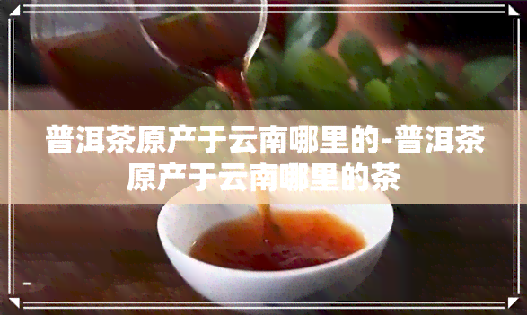 普洱茶原产于云南哪里的-普洱茶原产于云南哪里的茶