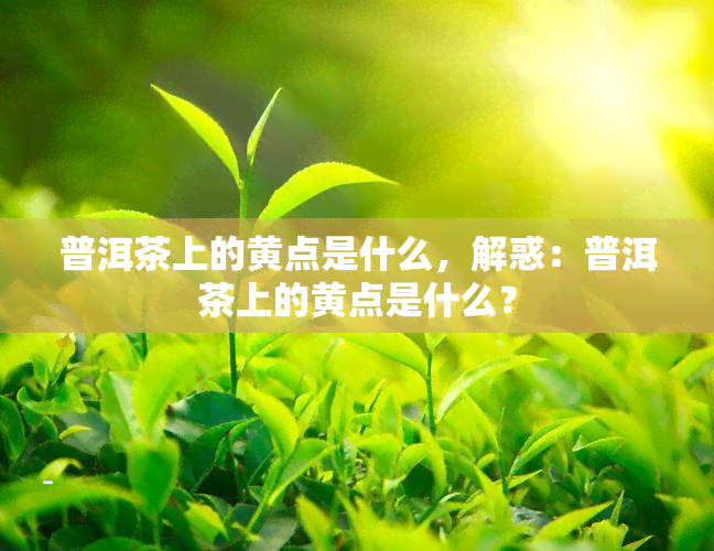 普洱茶上的黄点是什么，解惑：普洱茶上的黄点是什么？