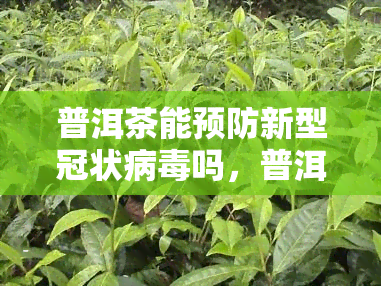 普洱茶能预防新型冠状病吗，普洱茶真的能预防新型冠状病吗？专家解析