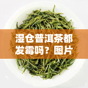 湿仓普洱茶都发霉吗？图片真实展示，还能喝吗？湿仓普洱茶对身体有害吗？