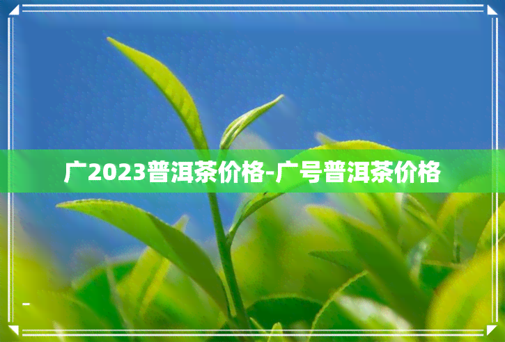 广2023普洱茶价格-广号普洱茶价格