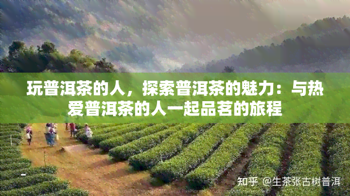 玩普洱茶的人，探索普洱茶的魅力：与热爱普洱茶的人一起品茗的旅程