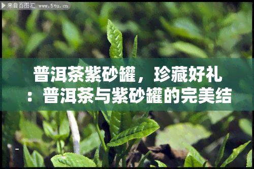 普洱茶紫砂罐，珍藏好礼：普洱茶与紫砂罐的完美结合