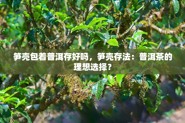 笋壳包着普洱存好吗，笋壳存法：普洱茶的理想选择？