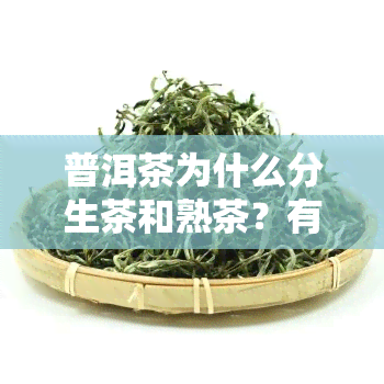 普洱茶为什么分生茶和熟茶？有何不同？