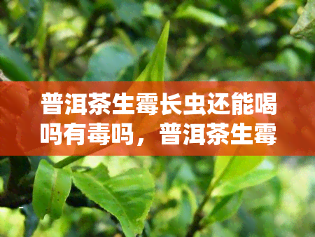 普洱茶生霉长虫还能喝吗有吗，普洱茶生霉长虫是否能饮用？是否有？