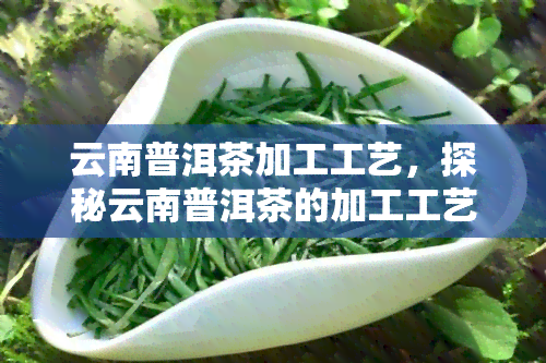 云南普洱茶加工工艺，探秘云南普洱茶的加工工艺：从采摘到品饮全过程解析