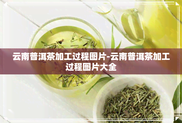 云南普洱茶加工过程图片-云南普洱茶加工过程图片大全