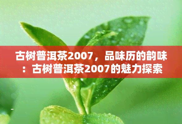 古树普洱茶2007，品味历的韵味：古树普洱茶2007的魅力探索