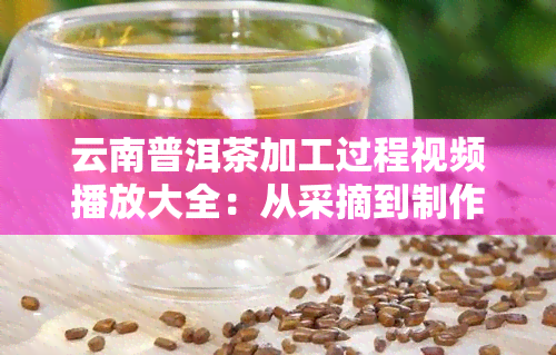 云南普洱茶加工过程视频播放大全：从采摘到制作全过程解析