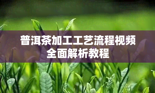 普洱茶加工工艺流程视频全面解析教程