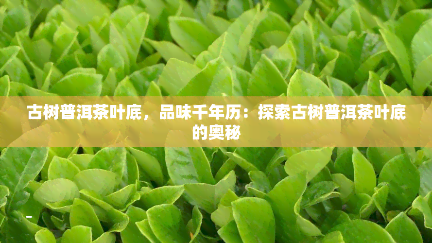 古树普洱茶叶底，品味千年历：探索古树普洱茶叶底的奥秘