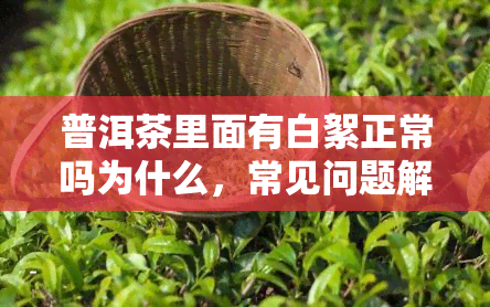 普洱茶里面有白絮正常吗为什么，常见问题解答：普洱茶中的白絮是正常的吗？原因解析