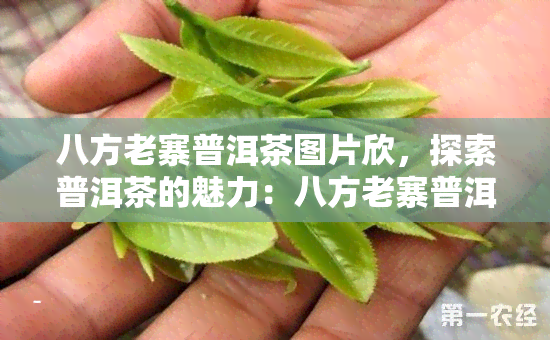 八方老寨普洱茶图片欣，探索普洱茶的魅力：八方老寨普洱茶图片欣