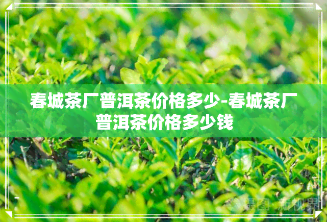 春城茶厂普洱茶价格多少-春城茶厂普洱茶价格多少钱