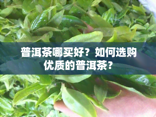 普洱茶哪买好？如何选购优质的普洱茶？