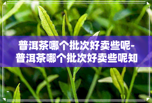 普洱茶哪个批次好卖些呢-普洱茶哪个批次好卖些呢知乎