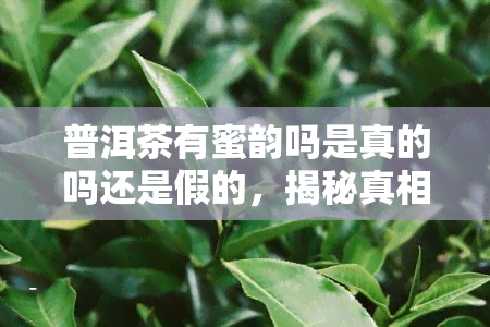 普洱茶有蜜韵吗是真的吗还是假的，揭秘真相：普洱茶真的有蜜韵吗？