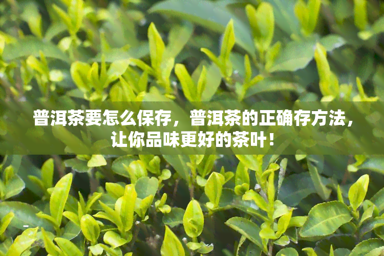 普洱茶要怎么保存，普洱茶的正确存方法，让你品味更好的茶叶！