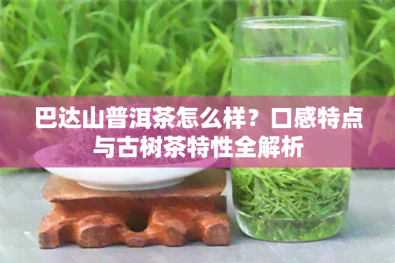 巴达山普洱茶怎么样？口感特点与古树茶特性全解析