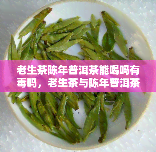 老生茶陈年普洱茶能喝吗有吗，老生茶与陈年普洱茶：安全饮用的指南