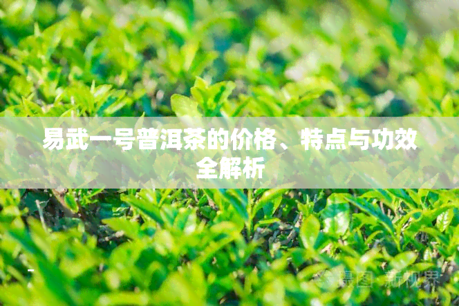 易武一号普洱茶的价格、特点与功效全解析