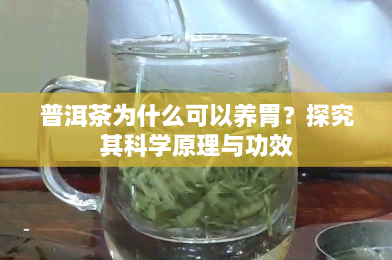 普洱茶为什么可以养胃？探究其科学原理与功效