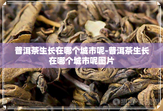 普洱茶生长在哪个城市呢-普洱茶生长在哪个城市呢图片