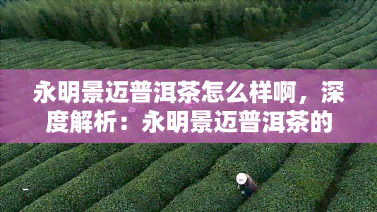 永明景迈普洱茶怎么样啊，深度解析：永明景迈普洱茶的口感、品质与收藏价值