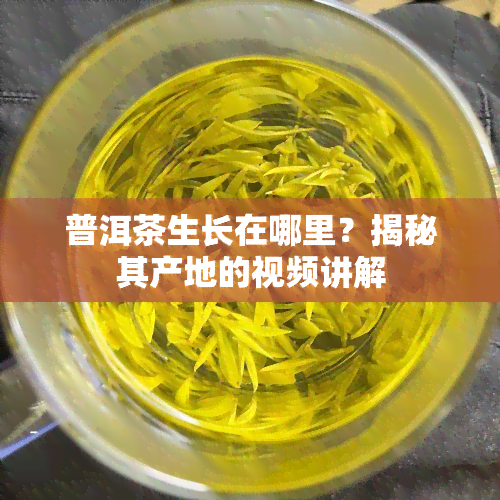 普洱茶生长在哪里？揭秘其产地的视频讲解