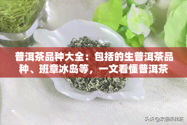 普洱茶品种大全：包括的生普洱茶品种、班章冰岛等，一文看懂普洱茶品种排名