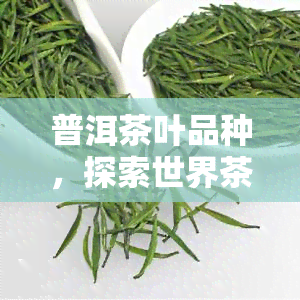 普洱茶叶品种，探索世界茶文化的瑰宝：普洱茶叶品种全解析