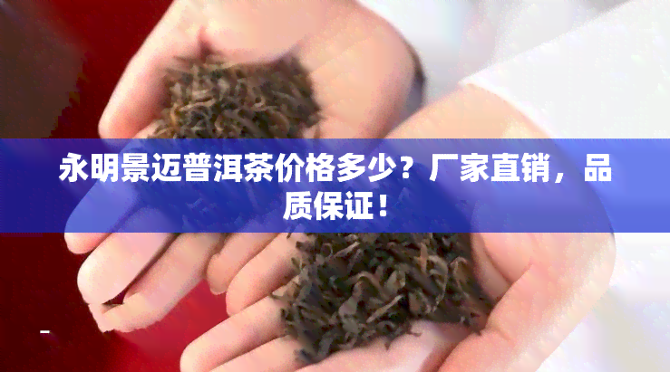 永明景迈普洱茶价格多少？厂家直销，品质保证！