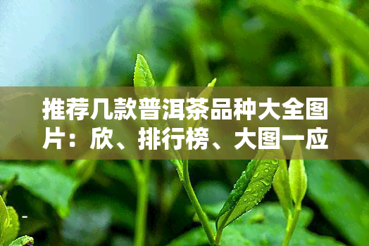 推荐几款普洱茶品种大全图片：欣、排行榜、大图一应俱全！