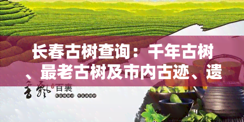 长春古树查询：千年古树、最老古树及市内古迹、遗址一览