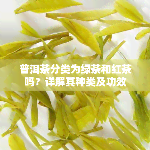 普洱茶分类为绿茶和红茶吗？详解其种类及功效