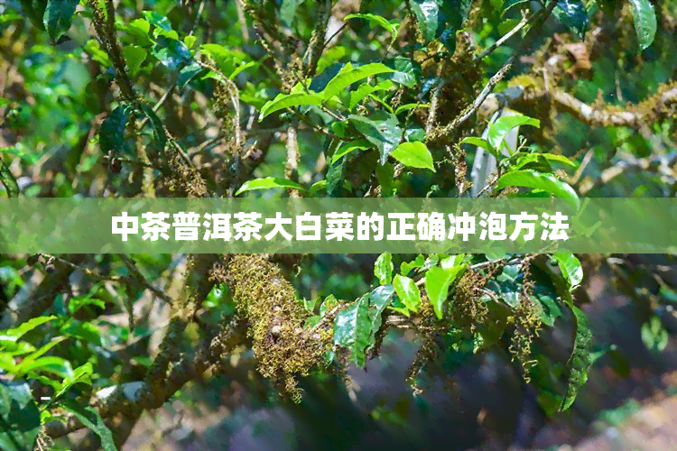 中茶普洱茶大白菜的正确冲泡方法