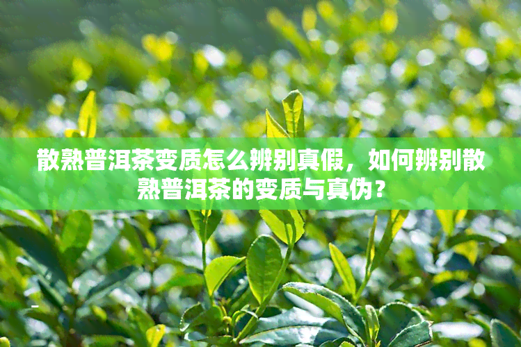 散熟普洱茶变质怎么辨别真假，如何辨别散熟普洱茶的变质与真伪？