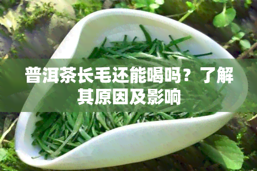 普洱茶长毛还能喝吗？了解其原因及影响