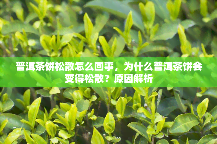 普洱茶饼松散怎么回事，为什么普洱茶饼会变得松散？原因解析