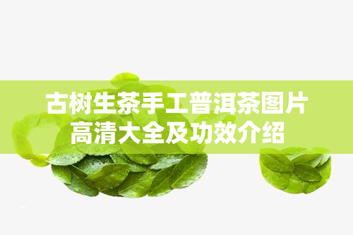 古树生茶手工普洱茶图片高清大全及功效介绍