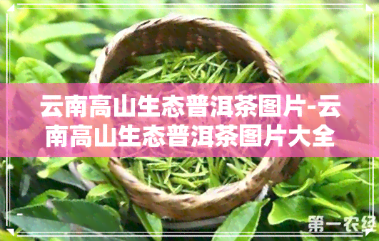 云南高山生态普洱茶图片-云南高山生态普洱茶图片大全