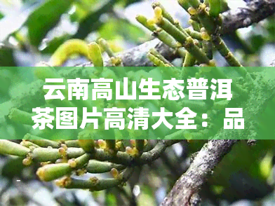 云南高山生态普洱茶图片高清大全：品种、价格及古树茶介绍