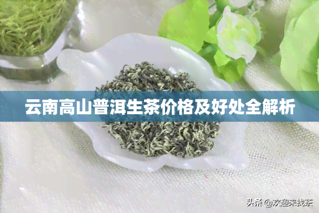 云南高山普洱生茶价格及好处全解析