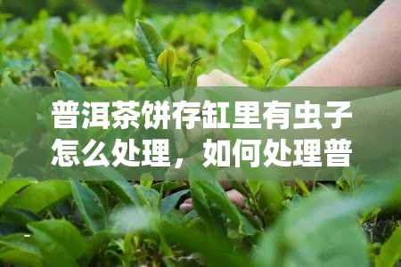 普洱茶饼存缸里有虫子怎么处理，如何处理普洱茶饼存缸中的虫子？