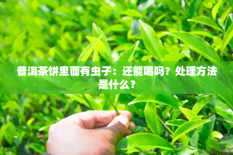 普洱茶饼里面有虫子：还能喝吗？处理方法是什么？