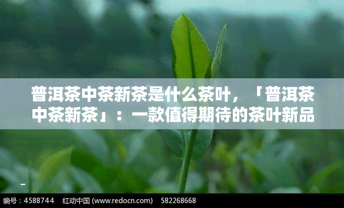 普洱茶中茶新茶是什么茶叶，「普洱茶中茶新茶」：一款值得期待的茶叶新品