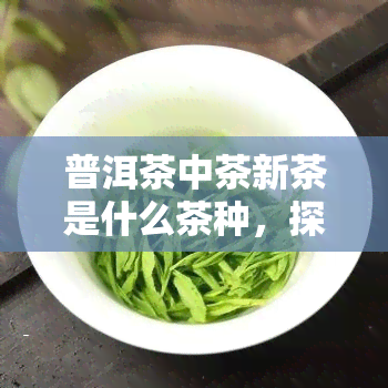 普洱茶中茶新茶是什么茶种，探究普洱茶中的“中茶新茶”：一种独特的茶种