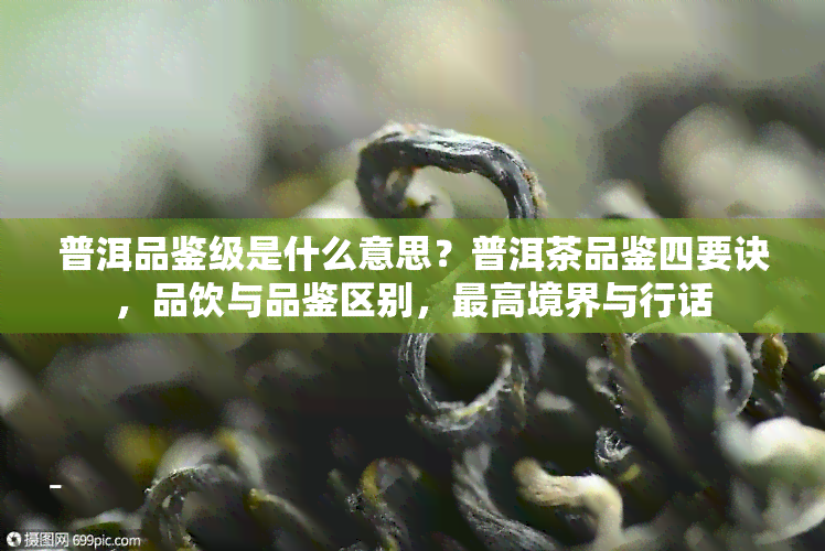 普洱品鉴级是什么意思？普洱茶品鉴四要诀，品饮与品鉴区别，更高境界与行话